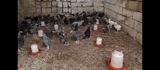Toyuq cücələri, Ətlik, Ünvandan götürmə — Chickens and roosters