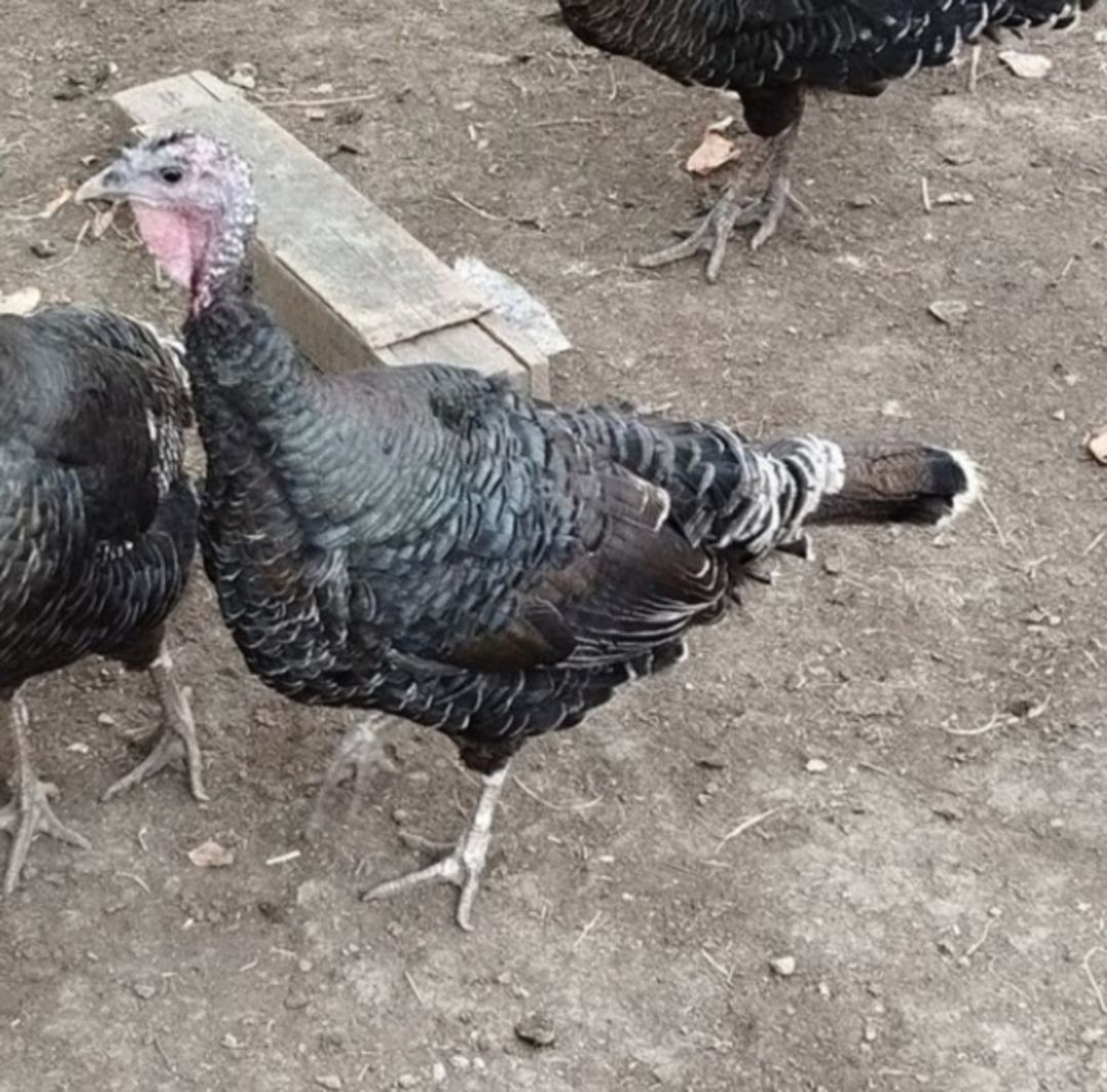 Hinduşka fərəsi — Quşlar, Gəncə (2)