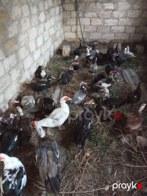 Lal.ordey satlir tecli pul lazimdi qara ferler 13 manat erkey 25 30 — Digah