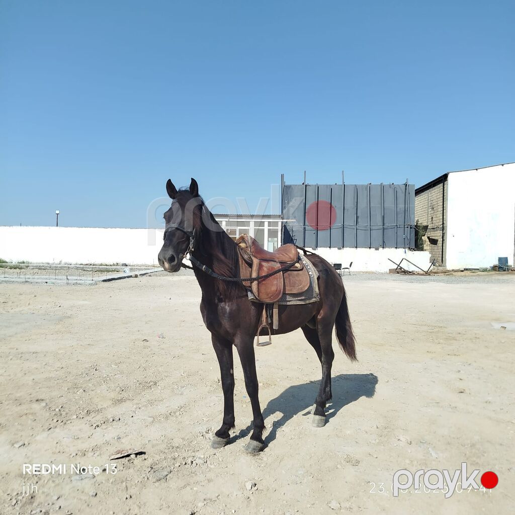 5 yaşı var cididi alclara edirim olncaq — Digər heyvanlar, Digah (3)