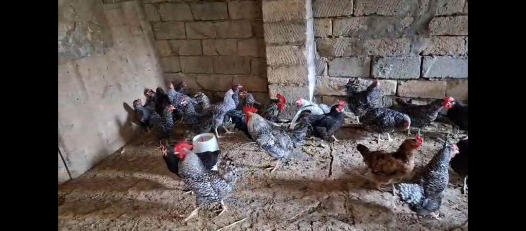 Temiz xorkov toyuq ve xoruzlar sürüyle satılır teki 25 AZN — Toyuq və xoruz, Digah (5)