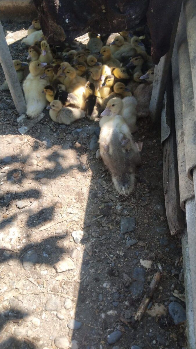Mayalı lal ördək yumurtaları — Quşlar, Xaçmaz (12)
