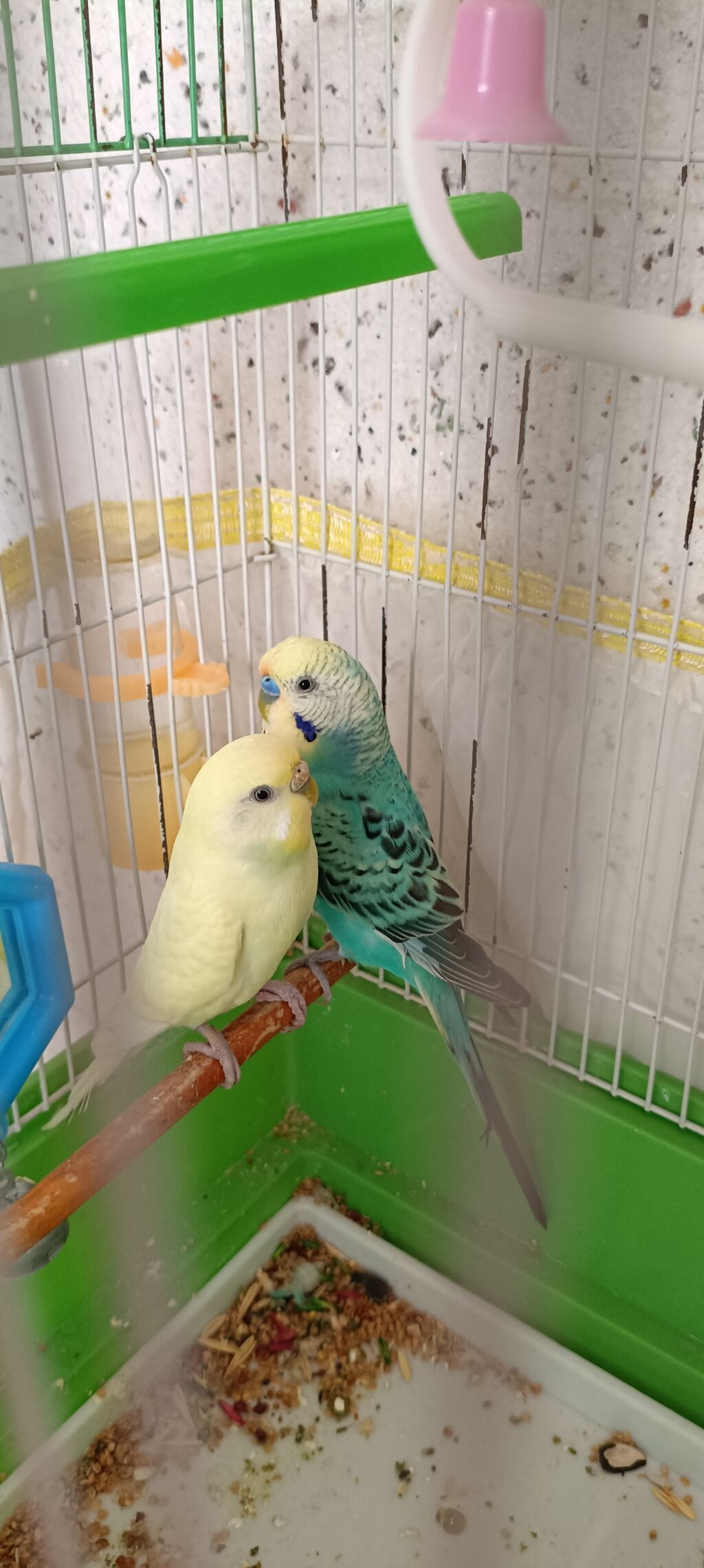Məhsul: Dalmatian və limon rəng çalarlı iki gözəl dalğalı tutuquşu — Tutyun papağayı, Şəki (4)