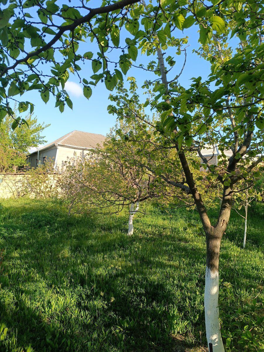 5 sot torpaq sahəsi, Saray qəs — Torpaq, Bakı (4)