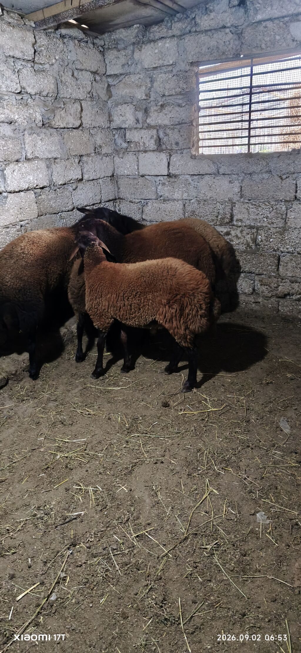 Erkey quzular satılır öz heyvanlarmın balasıdı sağlam problemsiz — Kənd təsərrüfatı heyvanları, Bakı (2)