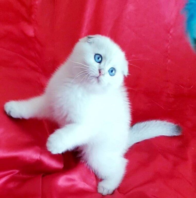 Котята шиншиллы — Pişiklər, Bakı (4)