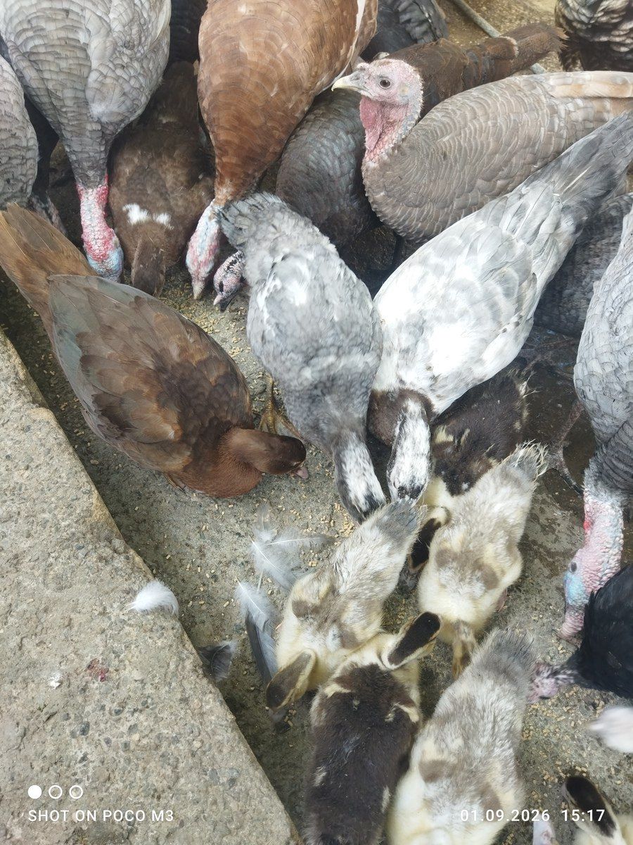 Ördəklər — Quşlar, Bakı (5)