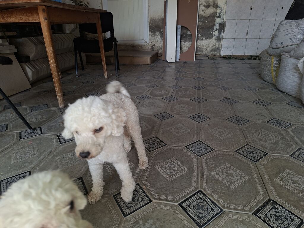 Pudel, Peyvəndli — Köpəklər, Bakı (4)