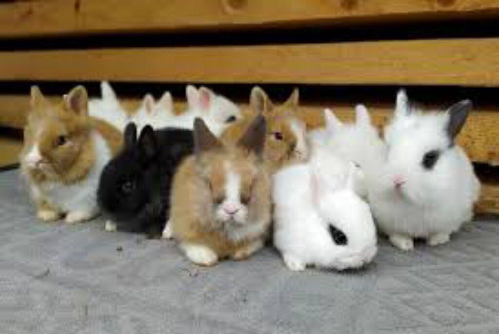 Mini karlik dovşan — Dovşanlar, Bakı (2)