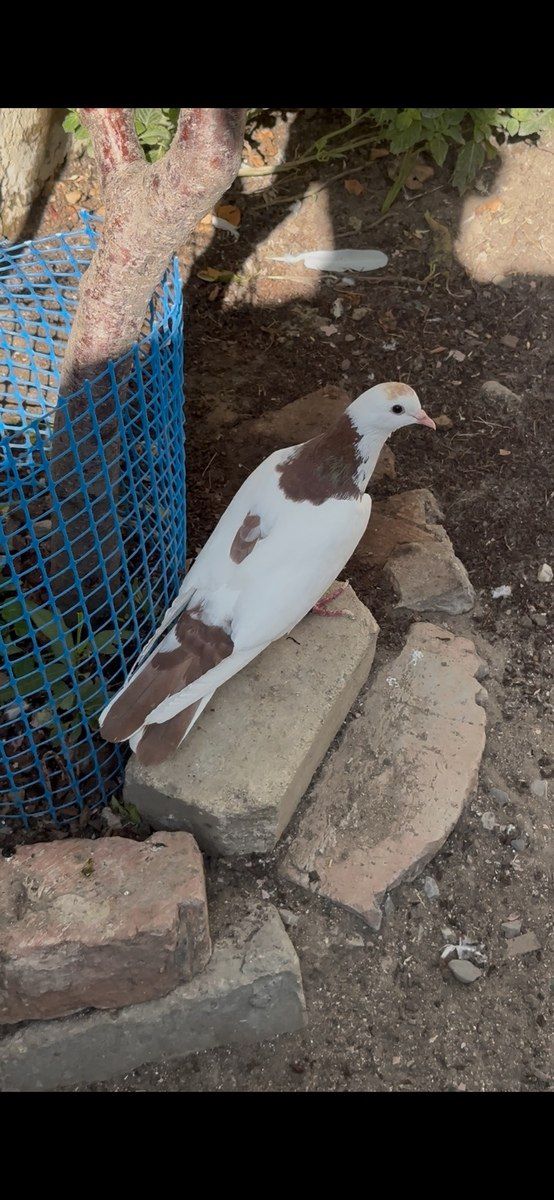 Göyərçinlər — Quşlar, Bakı (3)