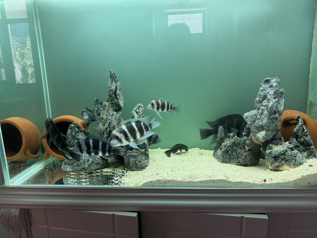 Məhsul: Akvaryum üçün Afrika siklidləri – Frontosa (Cyphotilapia — Akvariumlar və balıqlar, Bakı (3)