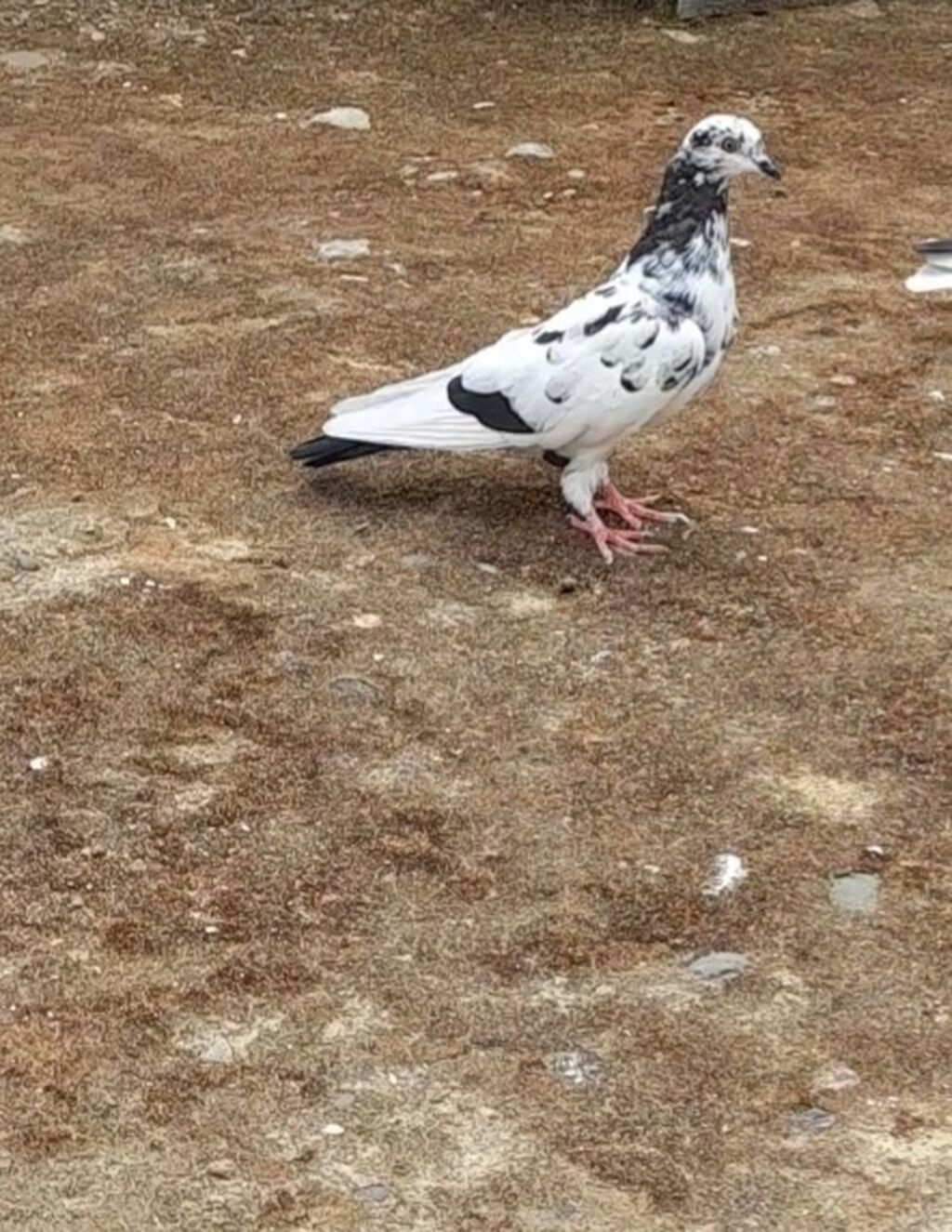 3 cu 10 azn tutulmadi 3 de — Göyərçin, Bakı (2)