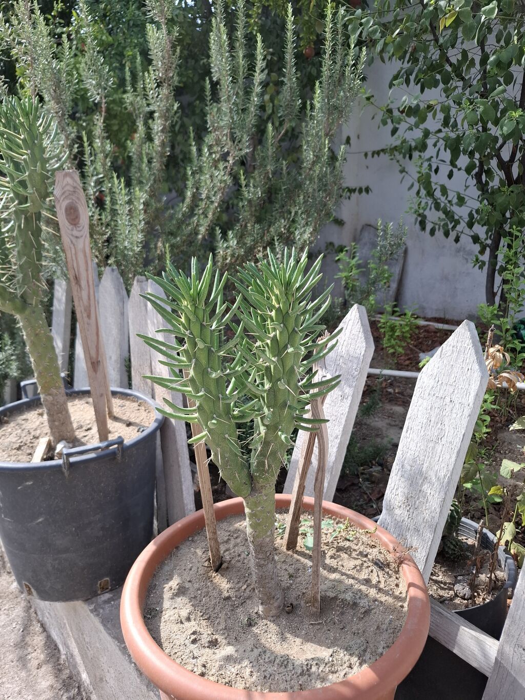 Böyük 100azn balaca 60azn — Qapı bitkələri, Digah (4)