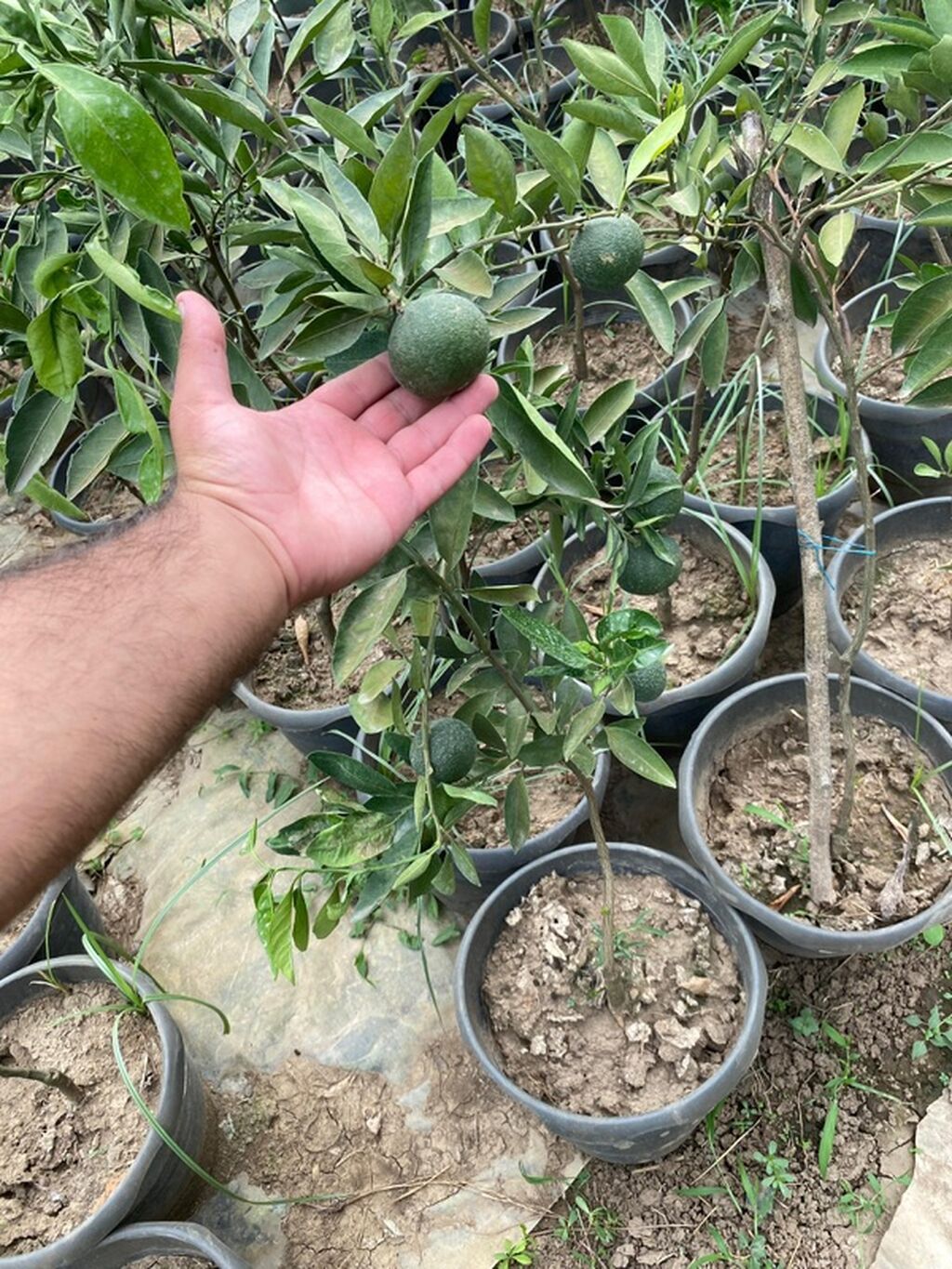 Narıncı ağacı fidanları – həyət və bağ üçün ideal seçim Məhsul — Bitkilər, Lənkəran (2)
