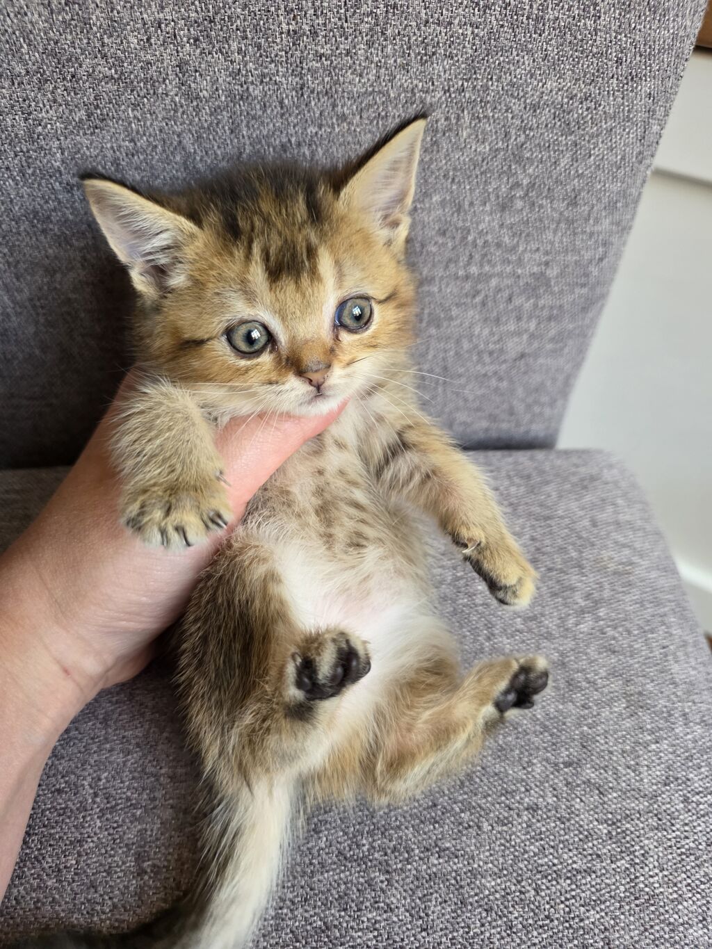 Tabbi, Dişi — Pişiklər, Bakı (3)