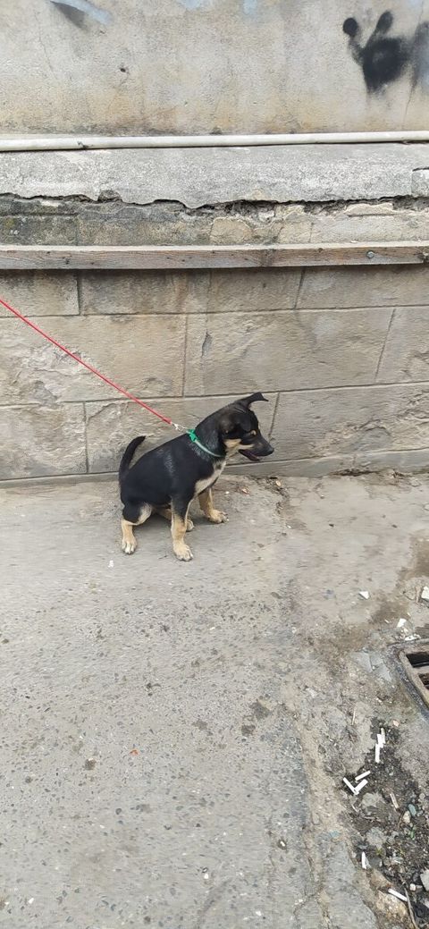Pinçer — Bakı
