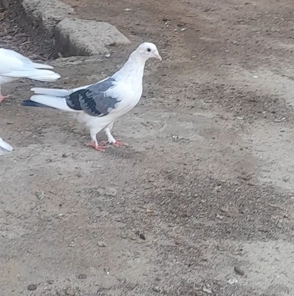 Deste goy quyrug bir terefli goy cep maya 12 tuk 2 qanadi kesiyde — Göyərçin, Bakı (3)