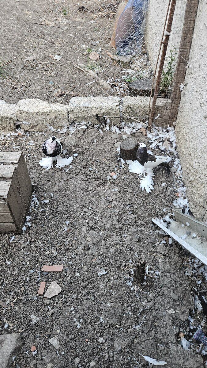 Pomeran şpits — Köpəklər, Masallı (2)