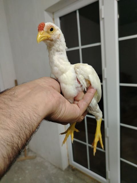 Ko Shamo — Bakı