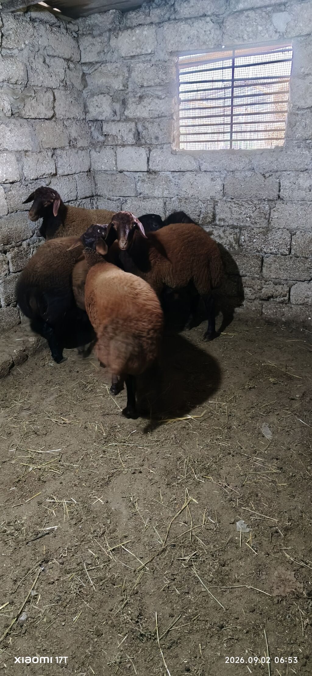 Erkey quzular satılır öz heyvanlarmın balasıdı sağlam problemsiz — Kənd təsərrüfatı heyvanları, Bakı (4)