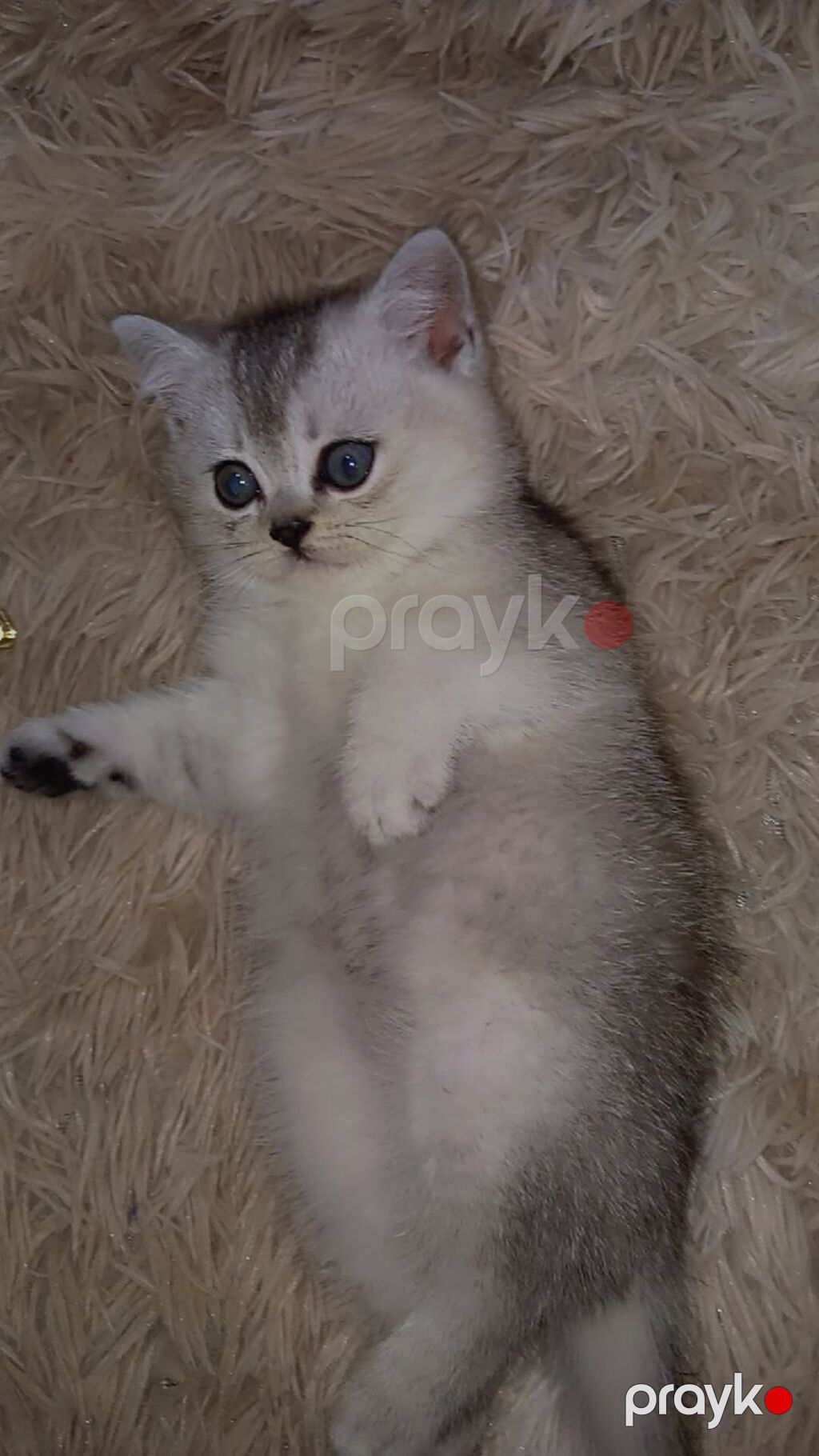 Britan, Erkək — Pişiklər, Digah (2)