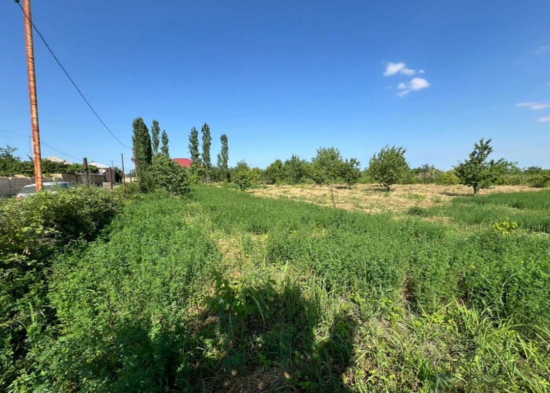 12 sot torpaq sahəsi, Günəşli kəndi — Torpaq, Şabran (2)
