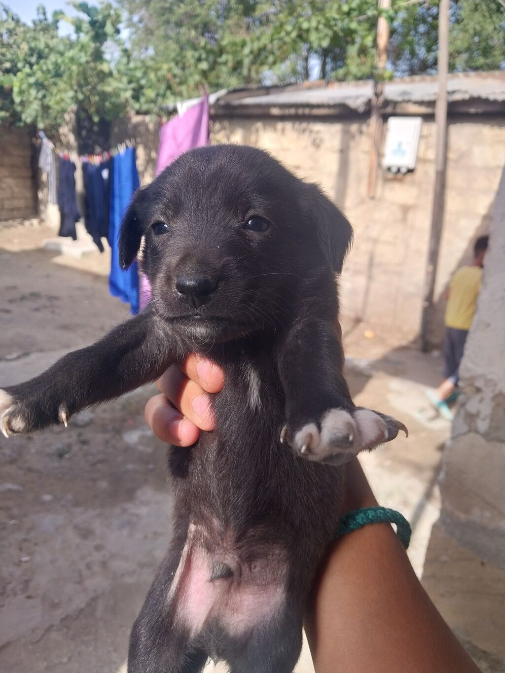 1 ay — Köpəklər, Bakı (4)