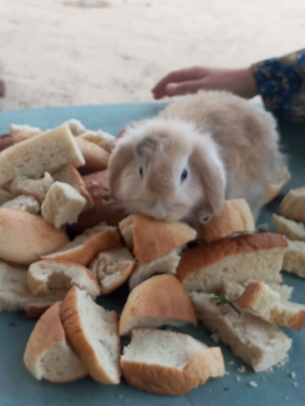 Holland Lop qulaqlı dekorativ dovşan balaları - Cins: Lop (sallanan — Dovşanlar, Digah (8)