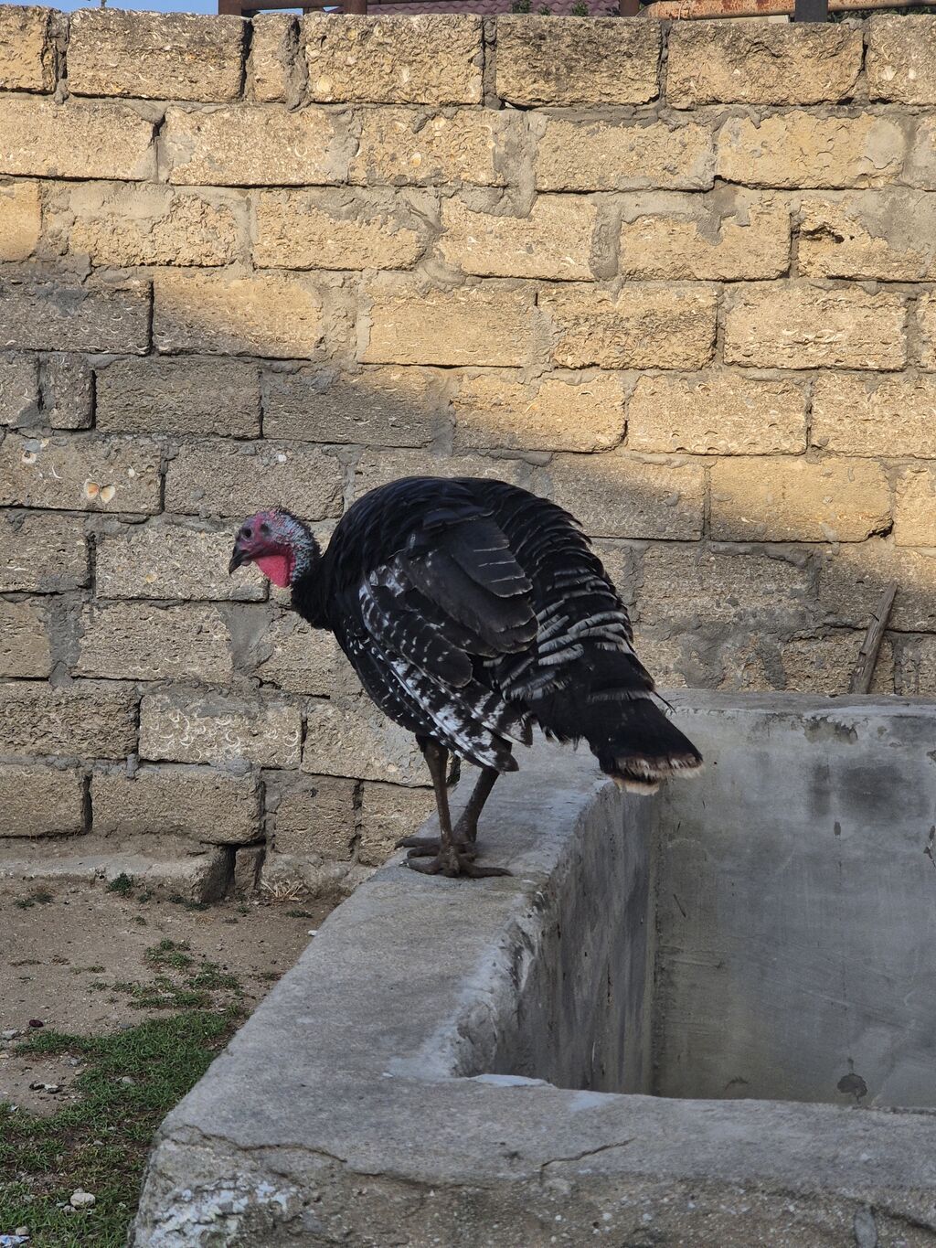 Salamaleykum Amerkanbronz — Digərləri, Bakı (4)