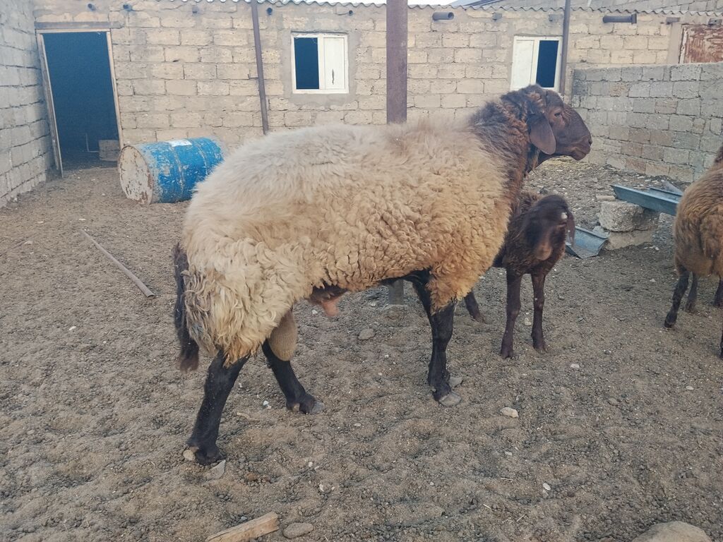 Qala qoçu dırnağında prablem var kəsgiyə yarıyır əti 55,60 kq olar — Kənd təsərrüfatı heyvanları, Digah (2)