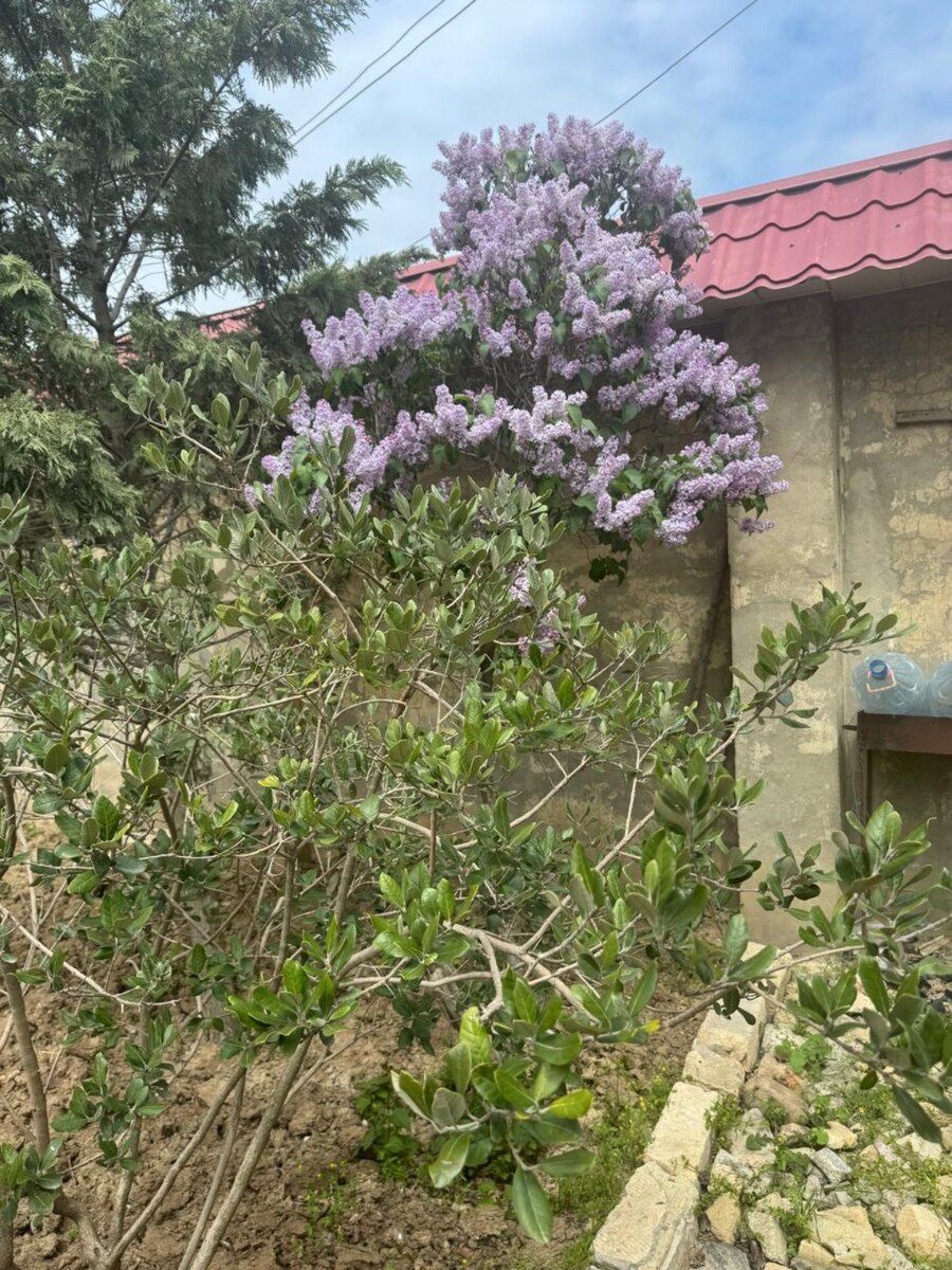 Bağ evi, 28 May qəs — Ev, villa, Bakı (11)