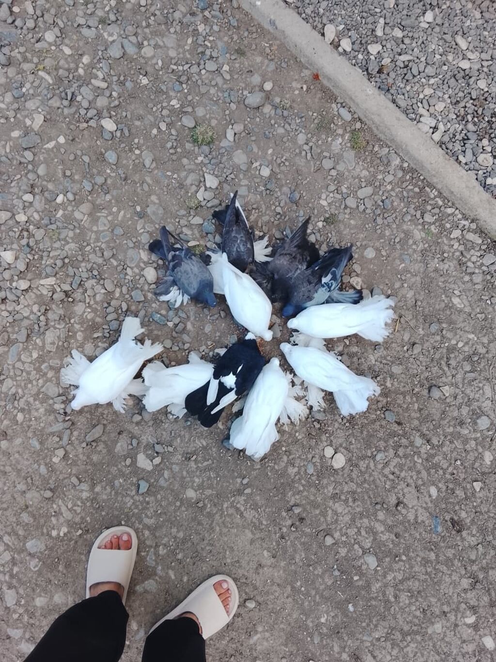 Salam 12 quş du Kom satilir 4 takla 3 pavlin 2 kəkilli ağ və qara — Göyərçin, Digah