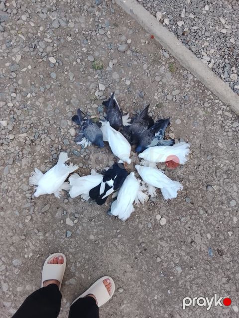 Salam 12 quş du Kom satilir 4 takla 3 pavlin 2 kəkilli ağ və qara — Digah