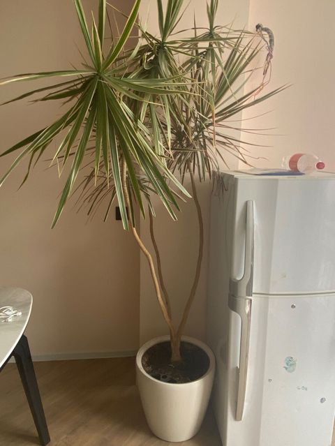 Dracaena Marginata – Əjdaha ağacı Ev və ofis üçün çox gözəl — Bakı