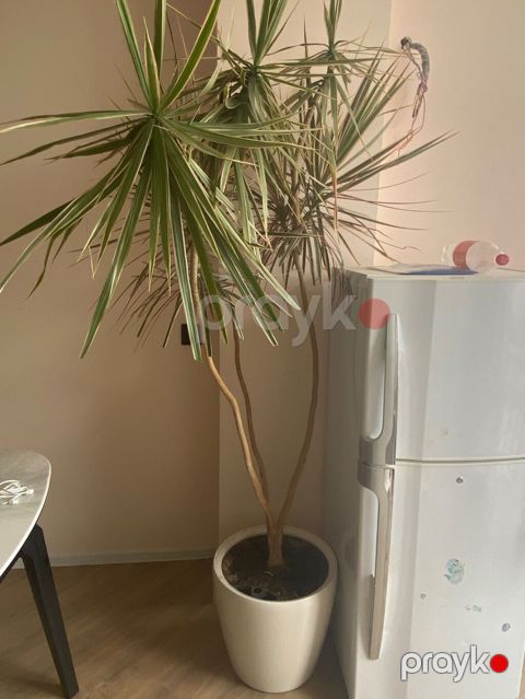 Dracaena Marginata – Əjdaha ağacı Ev və ofis üçün çox gözəl — Bakı