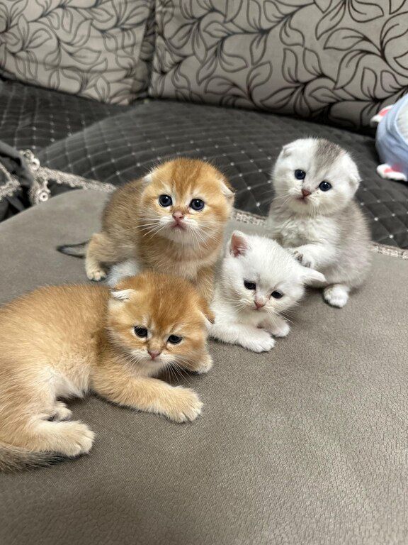 Котята шиншиллы — Pişiklər, Bakı (12)