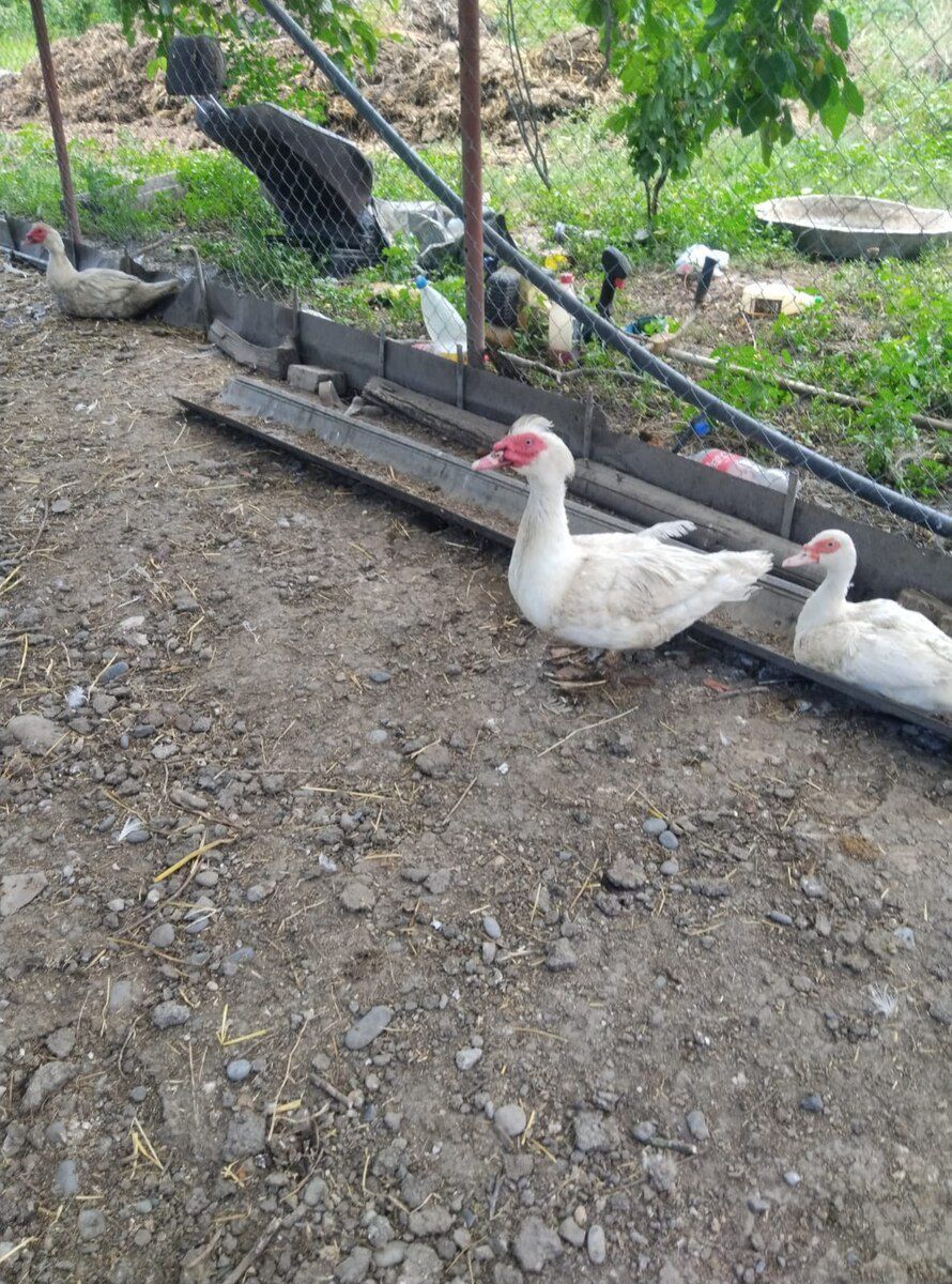 Mayalı lal ördək yumurtaları — Quşlar, Xaçmaz (10)