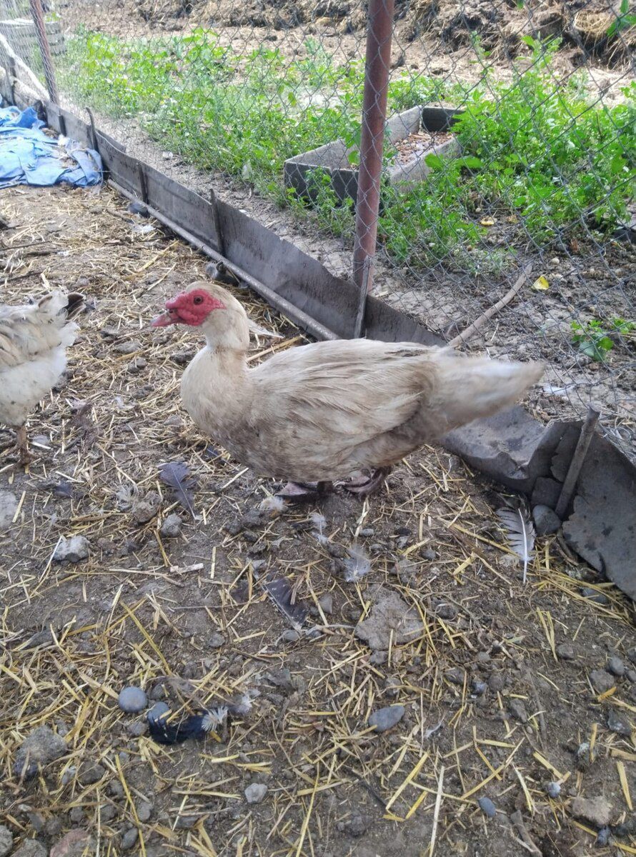Mayalı lal ördək yumurtaları — Quşlar, Xaçmaz (6)