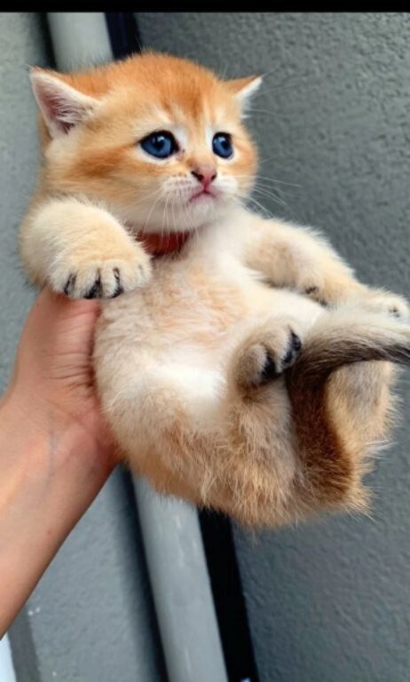 Котята шиншиллы — Pişiklər, Bakı (5)