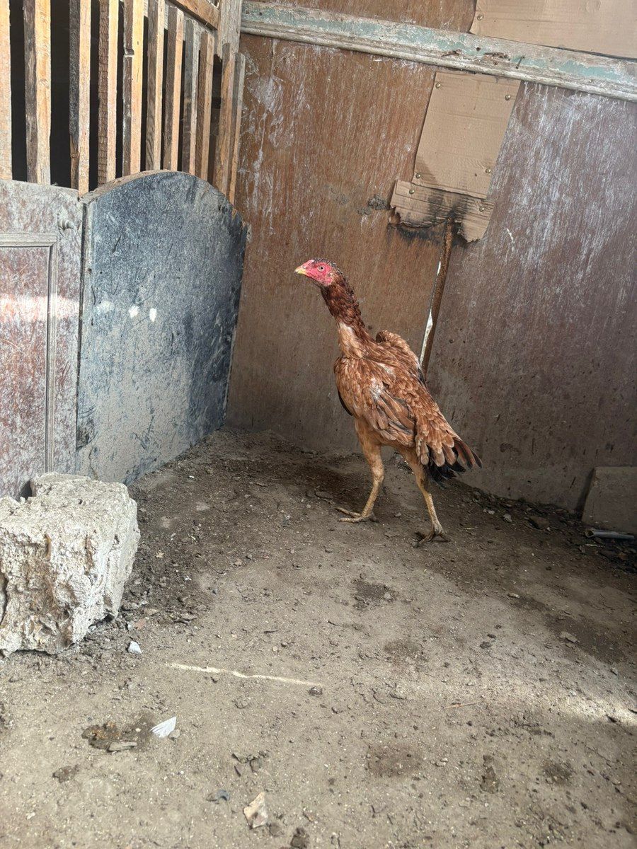 Heyratı fərə — Quşlar, Bakı (5)