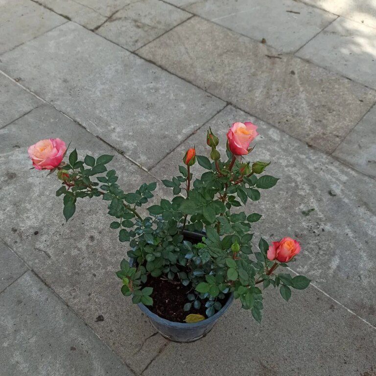 Qızılgül — Bitkilər, Bakı (3)