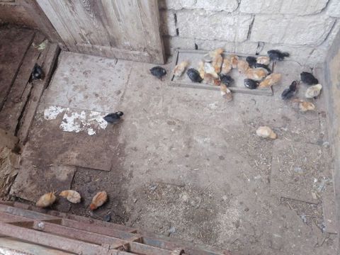 Toyuq cücələri, Ətlik, Ünvandan götürmə, Ödənişli çatdırılma — Novxanı