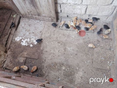 Toyuq cücələri, Ətlik, Ünvandan götürmə, Ödənişli çatdırılma — Novxanı