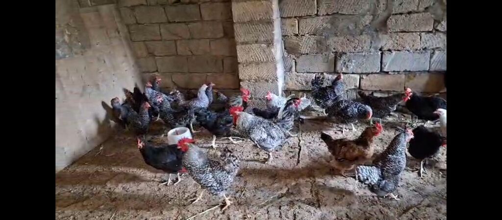 Temiz xorkov toyuq ve xoruzlar sürüyle satılır teki 25 AZN — Toyuq və xoruz, Digah (6)