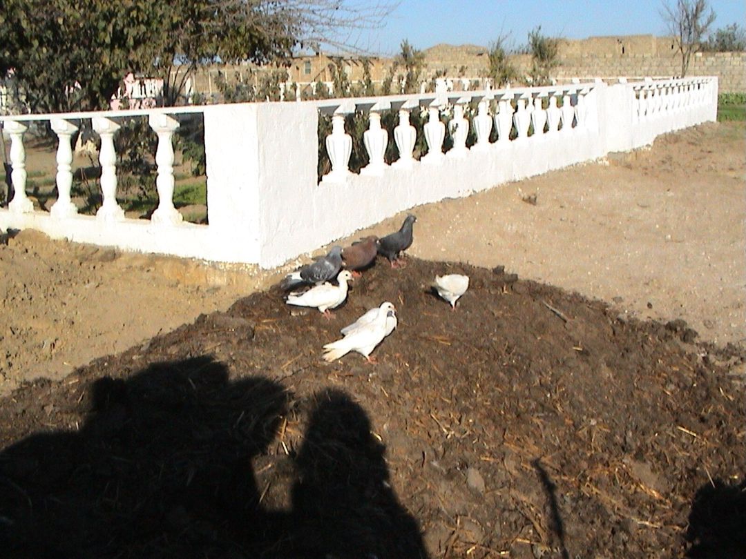 Satılır 3 otaqlı həyət evi/bağ evi 80 m² — Ev, villa, Bakı (3)