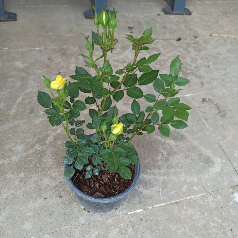 Qızılgül — Bitkilər, Bakı (4)