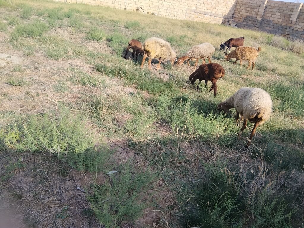 Salam qoynara anblad balsn bir Erkey bir disdi cepsderde saatlr — Kənd təsərrüfatı heyvanları, Fatmayı (3)