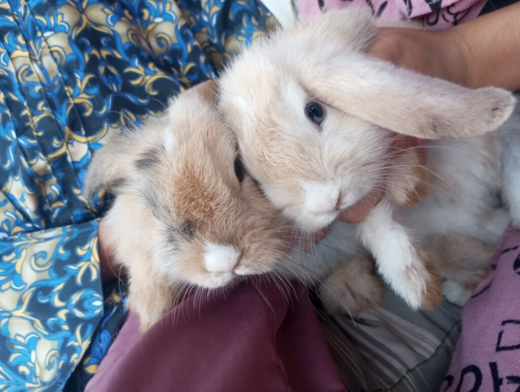 Holland Lop qulaqlı dekorativ dovşan balaları - Cins: Lop (sallanan — Dovşanlar, Digah (2)
