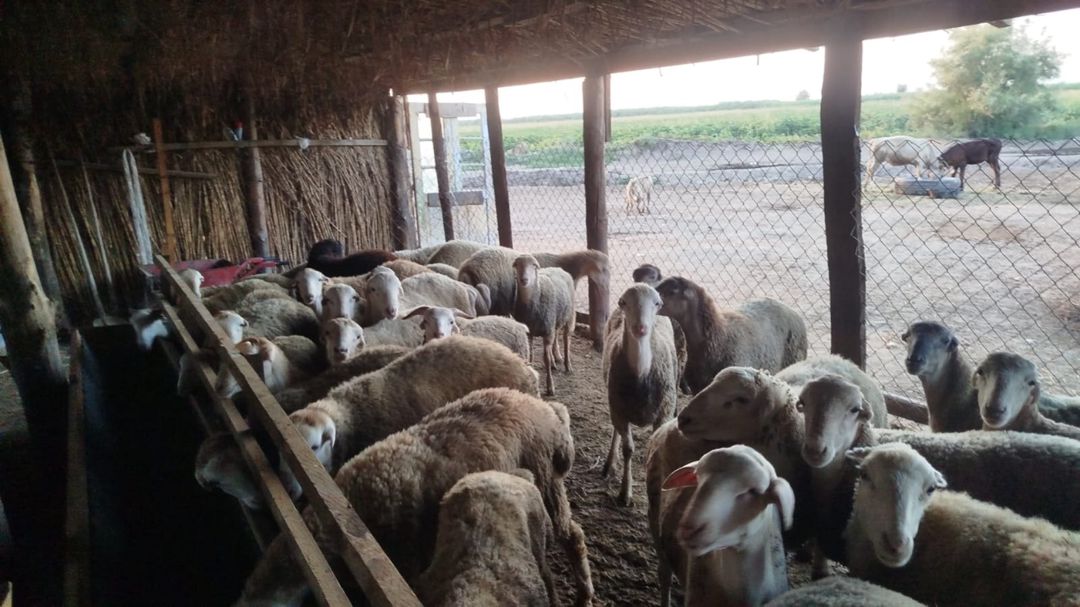 Quzular — Kənd təsərrüfatı heyvanları, Sumqayıt (8)