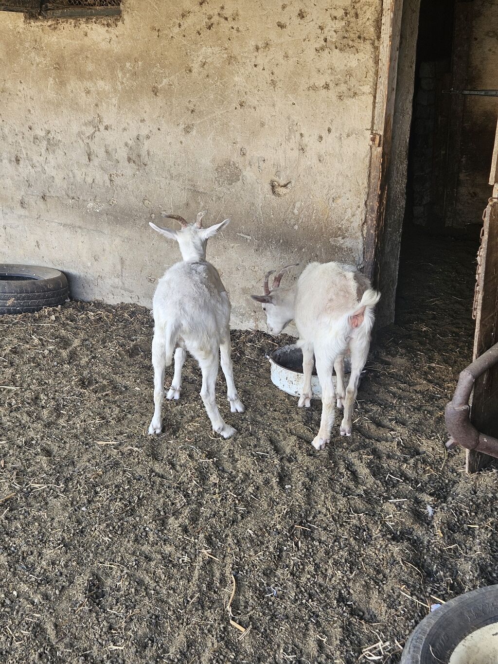 Dişi, il: 1, Südlük — Kənd təsərrüfatı heyvanları, Digah (2)